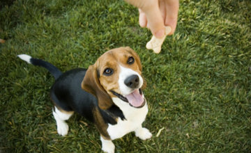 David Sparling | They wanted decent dog treats, so pet parents launched a business