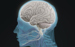 Head -profile -and -brain -side -section 1696X1072 (1)