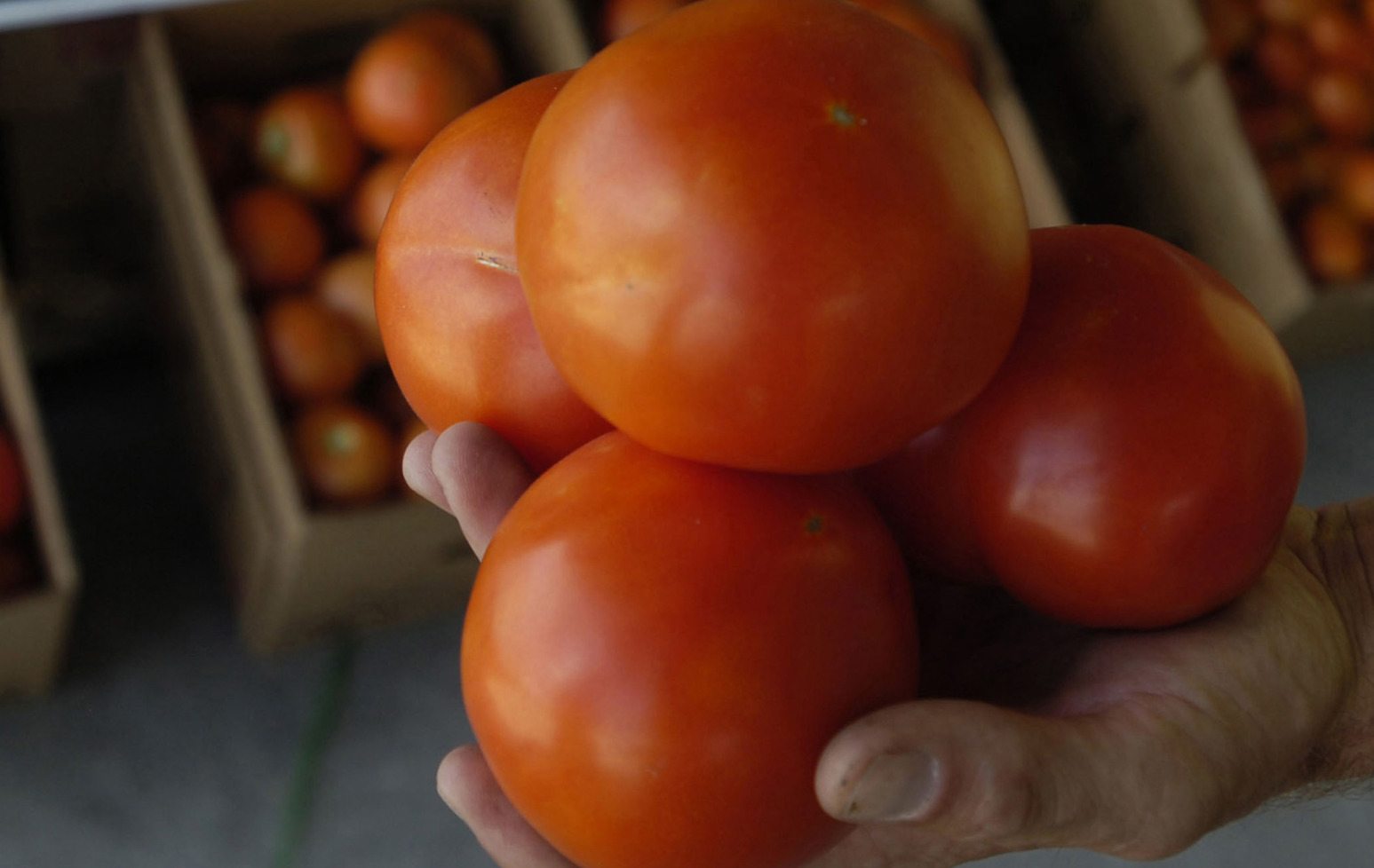 Tomatoes