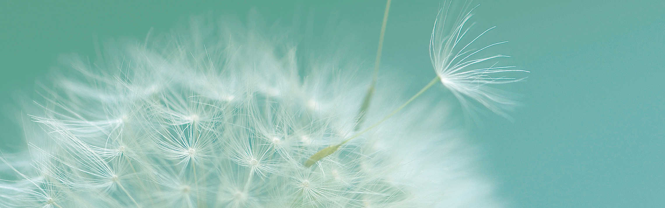 Closeup of Dandelion