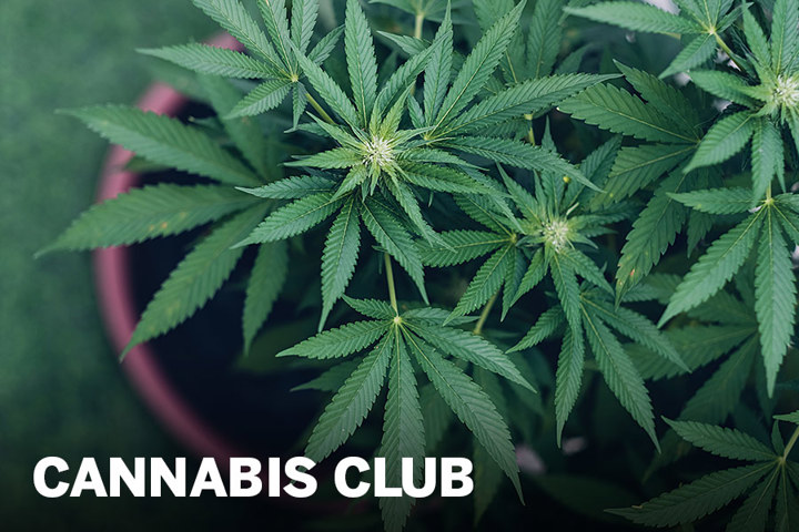 Cannabis Club