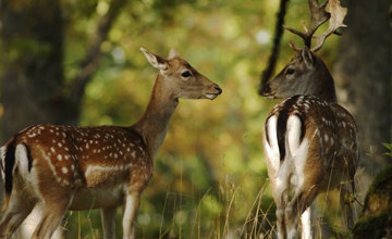 Wildlife centre thrives with ideas generated in case discussion